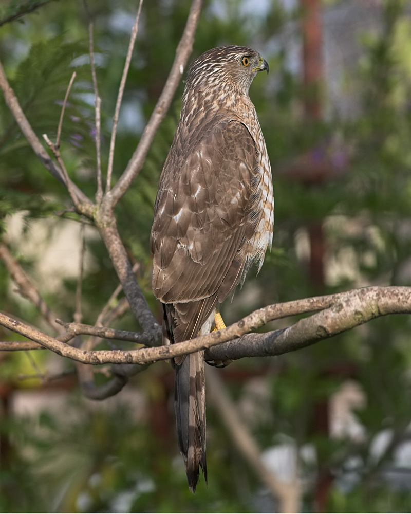 Sharp-shinned Hawk