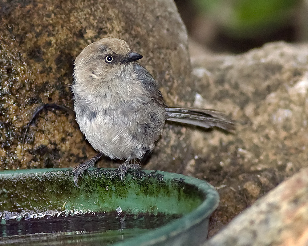 Bushtit - female