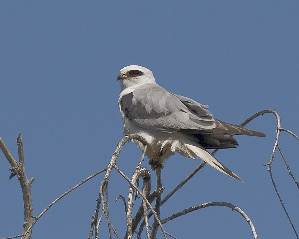 White-tailed Kite