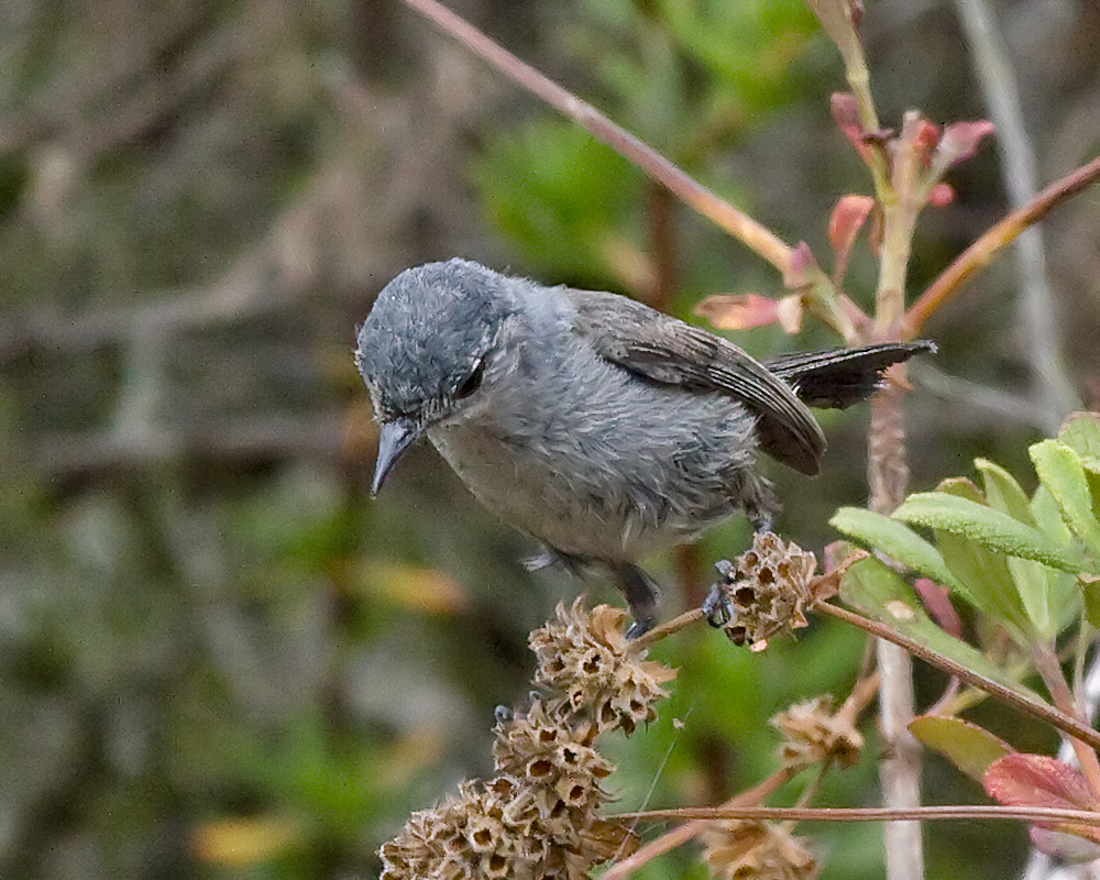 California Gnatcatcher