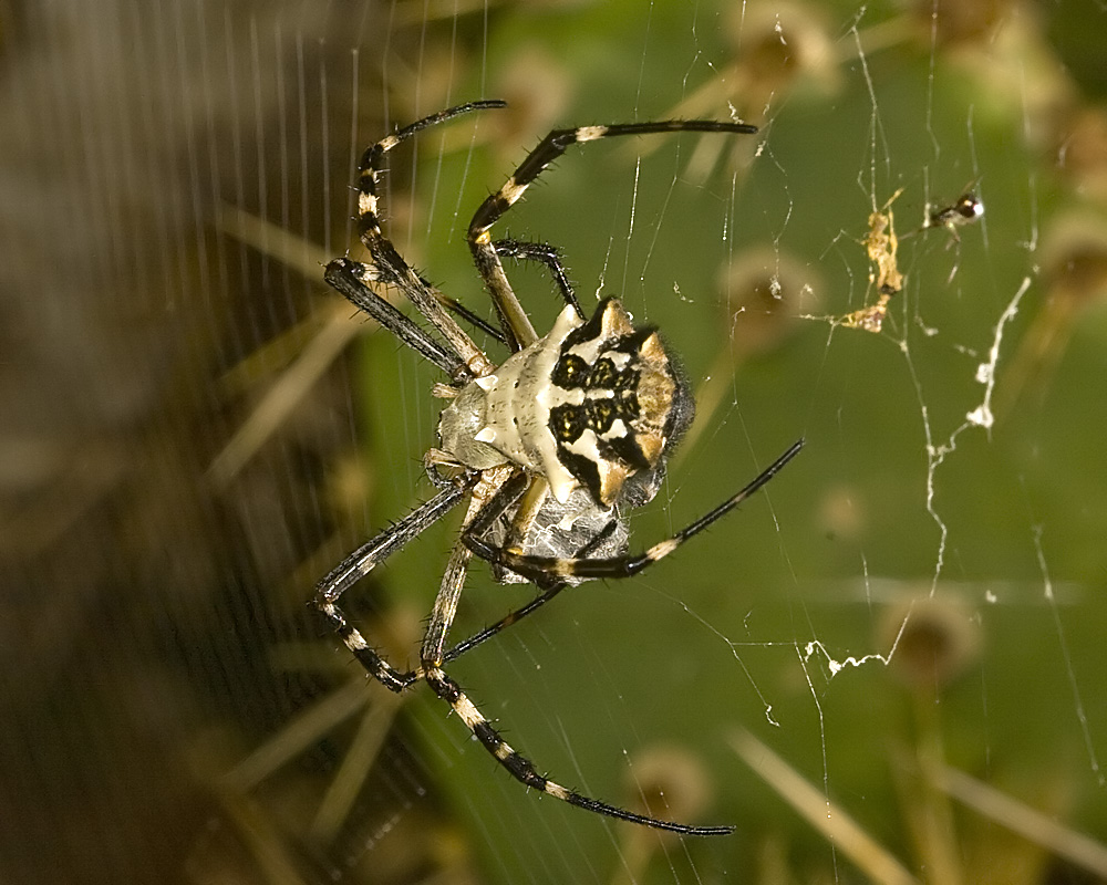  Silver Argiope (<em>Argiope argentata</em>)