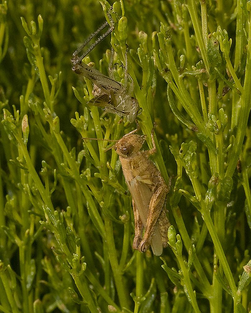 Grasshopper with molted skin