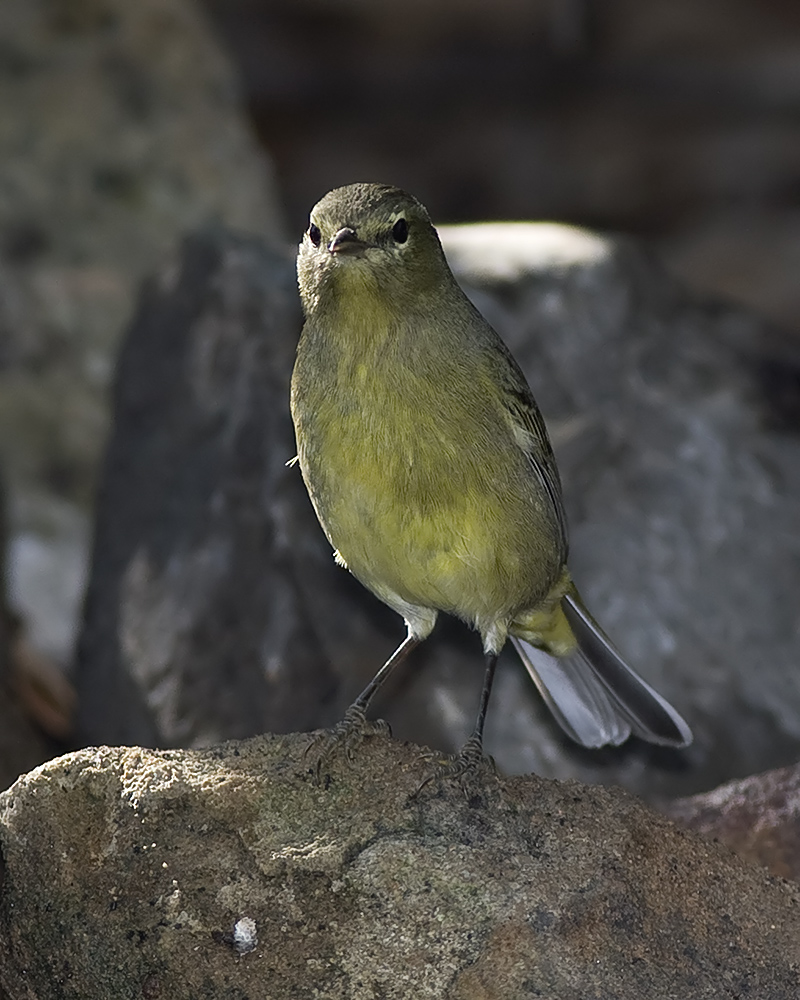 Orange-crowned Warbler