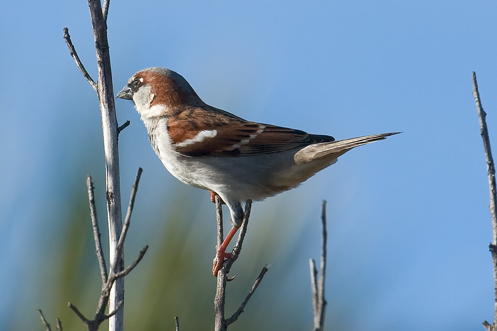 House Sparrow -male