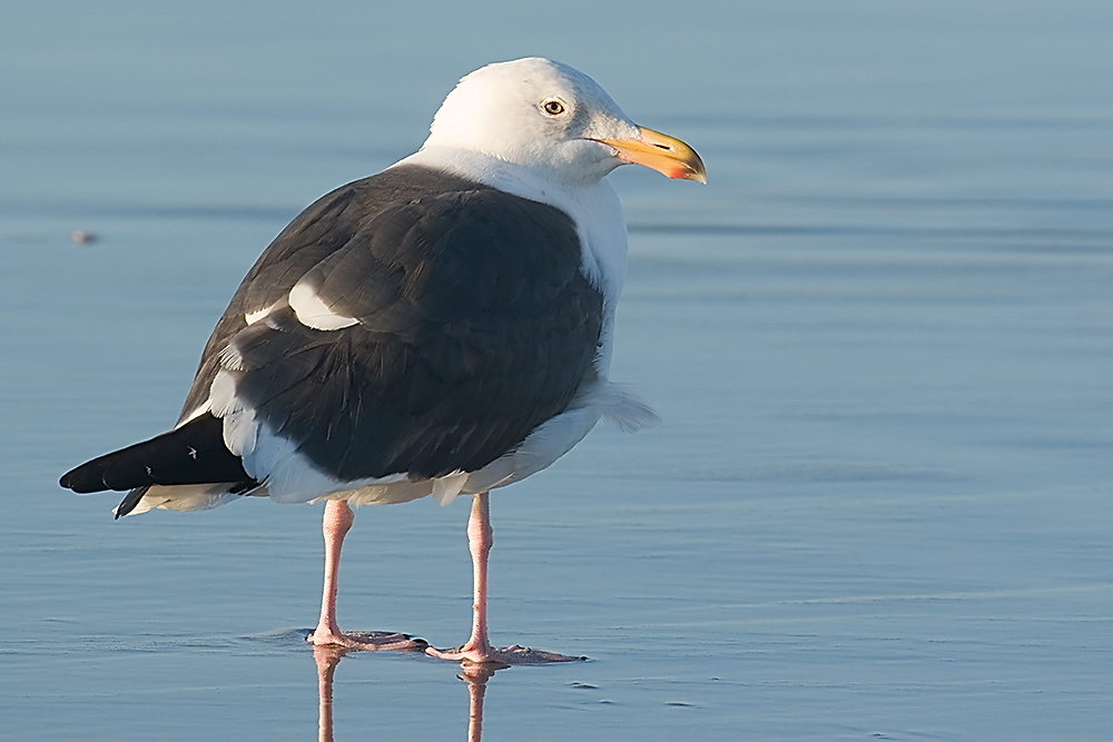 Western gull