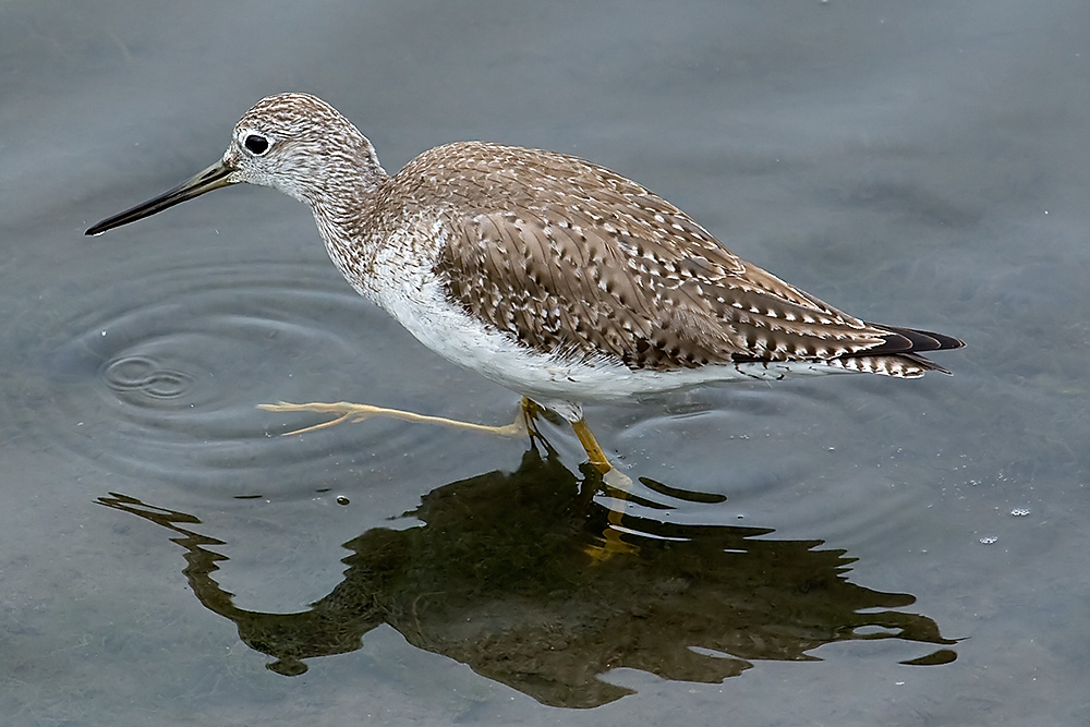 Greater Yellowlegs