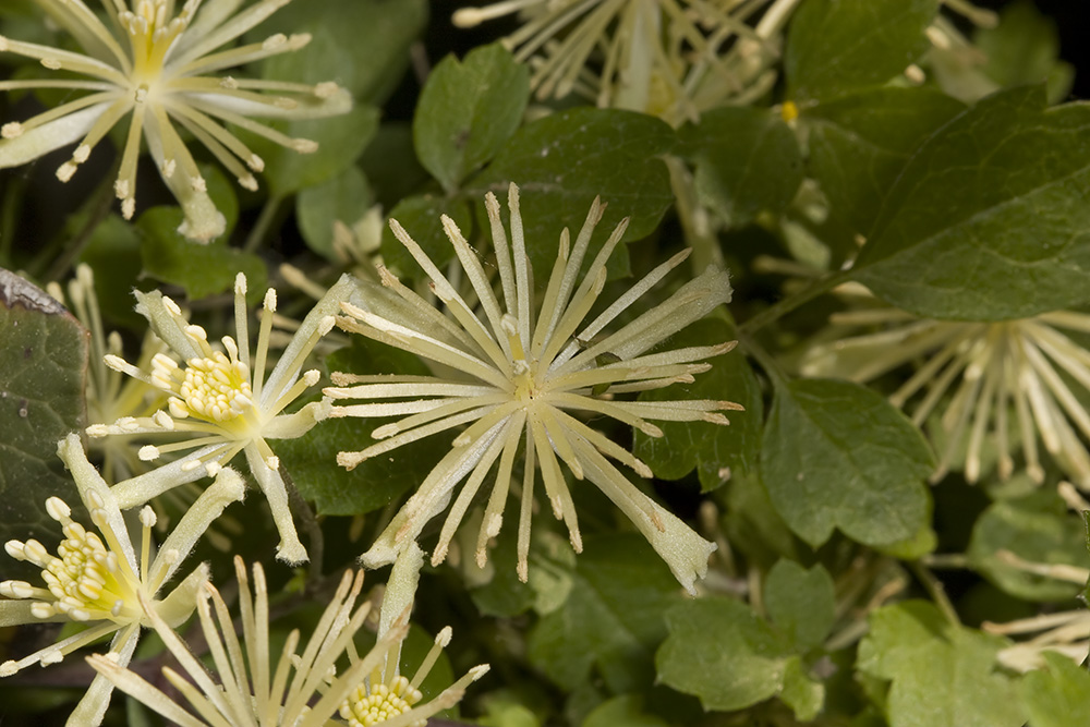 Virgins Bower (<em>Clematis pauciflora</em>)