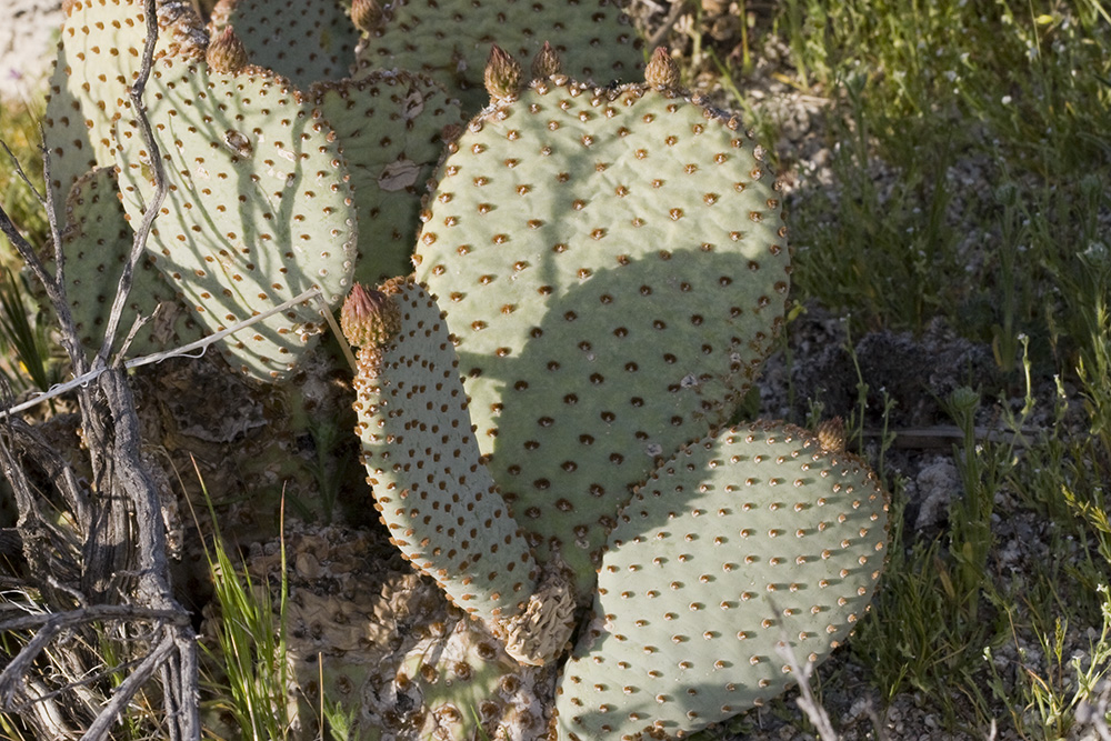 Beavertail Cactus (<em>Opuntia basilaris</em>)