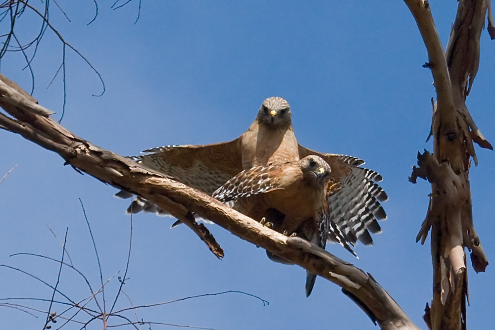 Red-shouldered Hawk