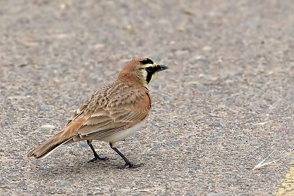 Horned Lark