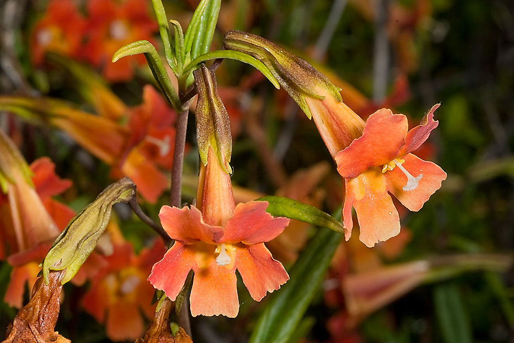 Scarlet Monkeyflower (<em>Erythranthe cardinalis</em>)