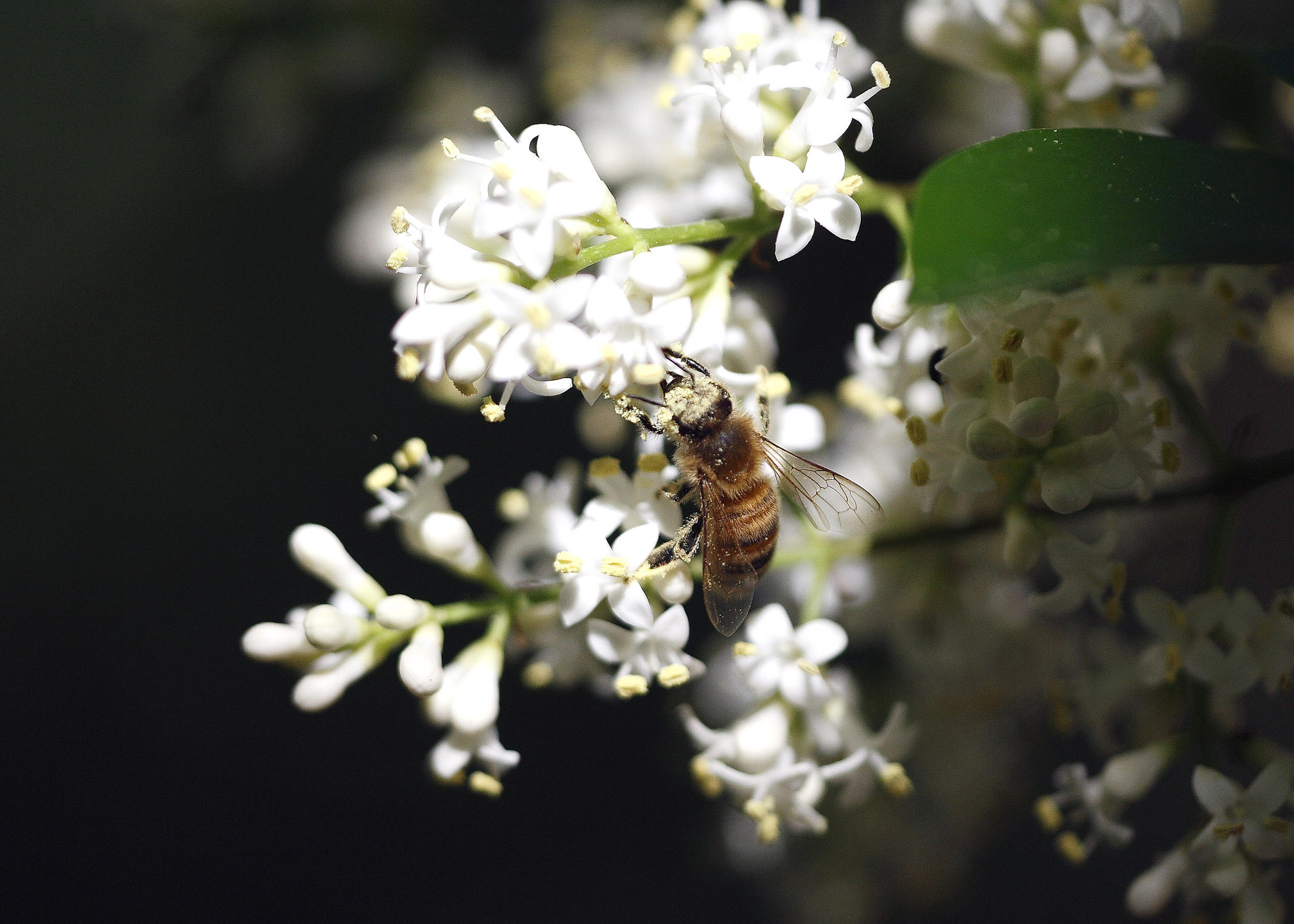 My Latest Bees