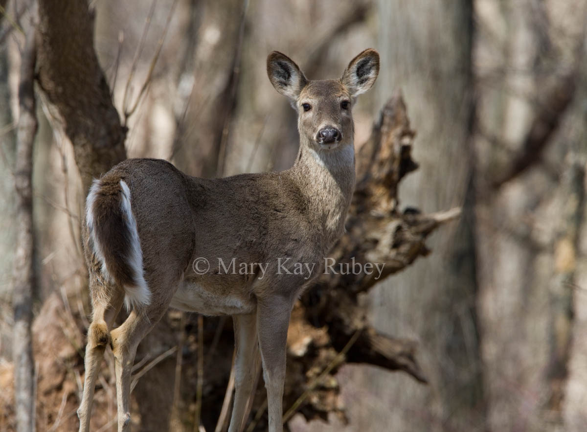 White-tailed Deer _11R3280.jpg