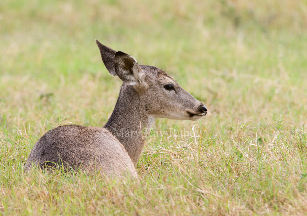 White-tailed Deer _I9I4337.jpg