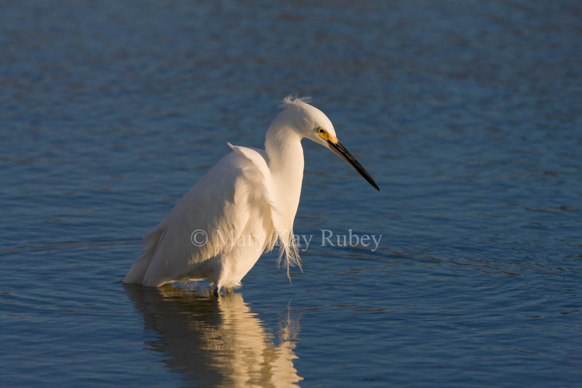 Snowy Egret _11R6395.jpg