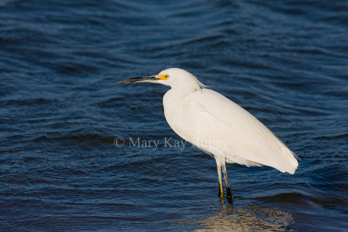 Snowy Egret _I9I6929.jpg