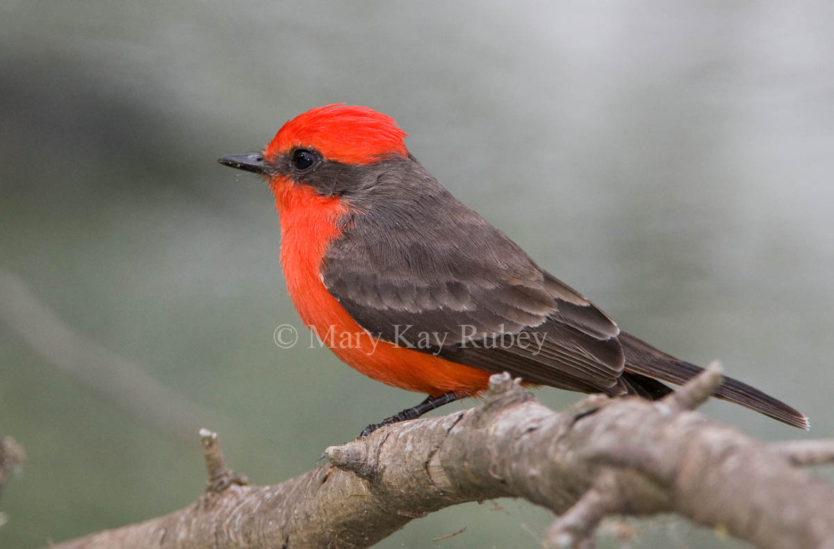 Vermilion Flycatcher _I9I7783.jpg