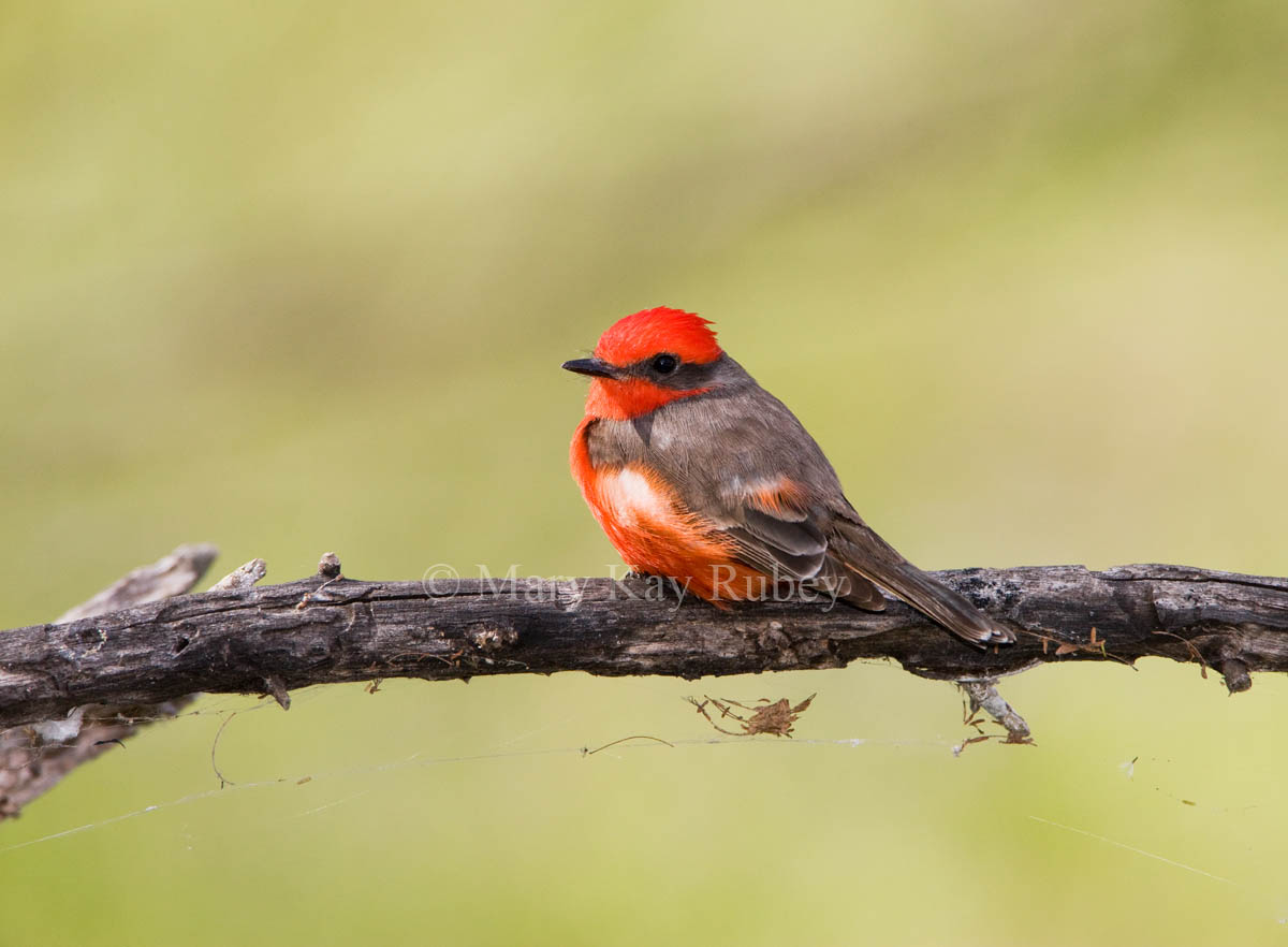 Vermilion Flycatcher _I9I7958.jpg