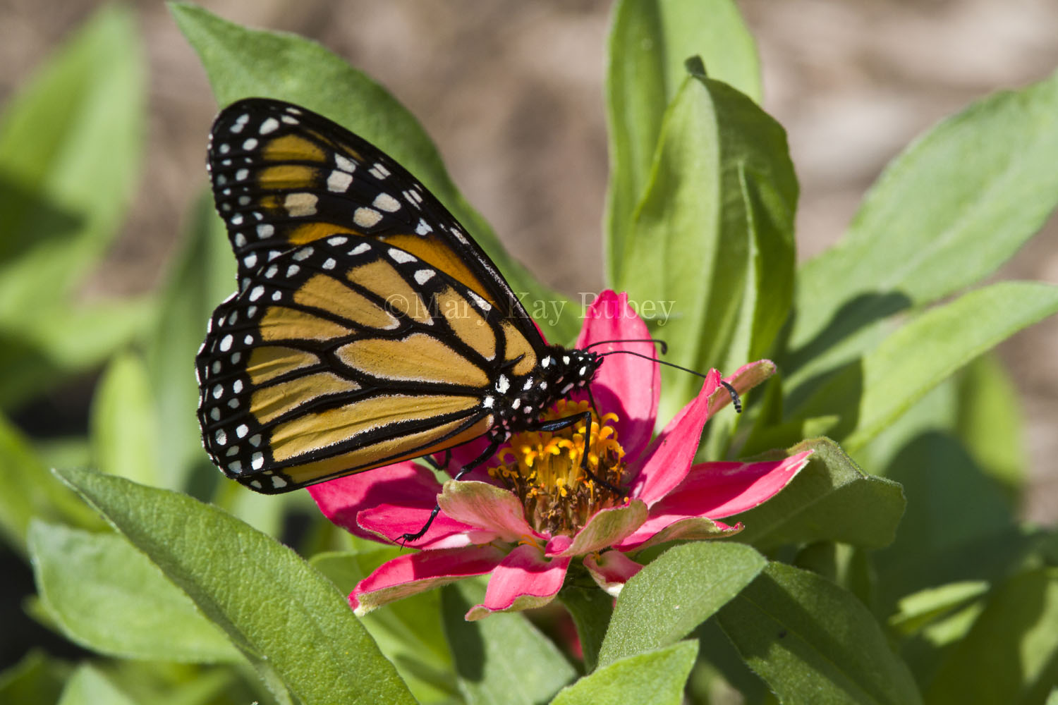 Monarch _MG_4679.jpg