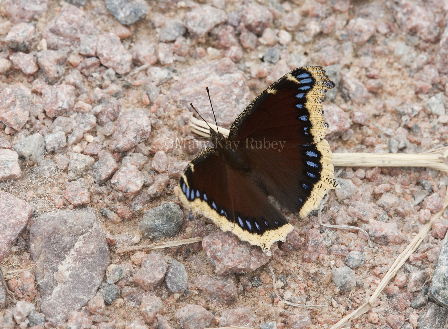 Mourning Cloak _11R6783.jpg