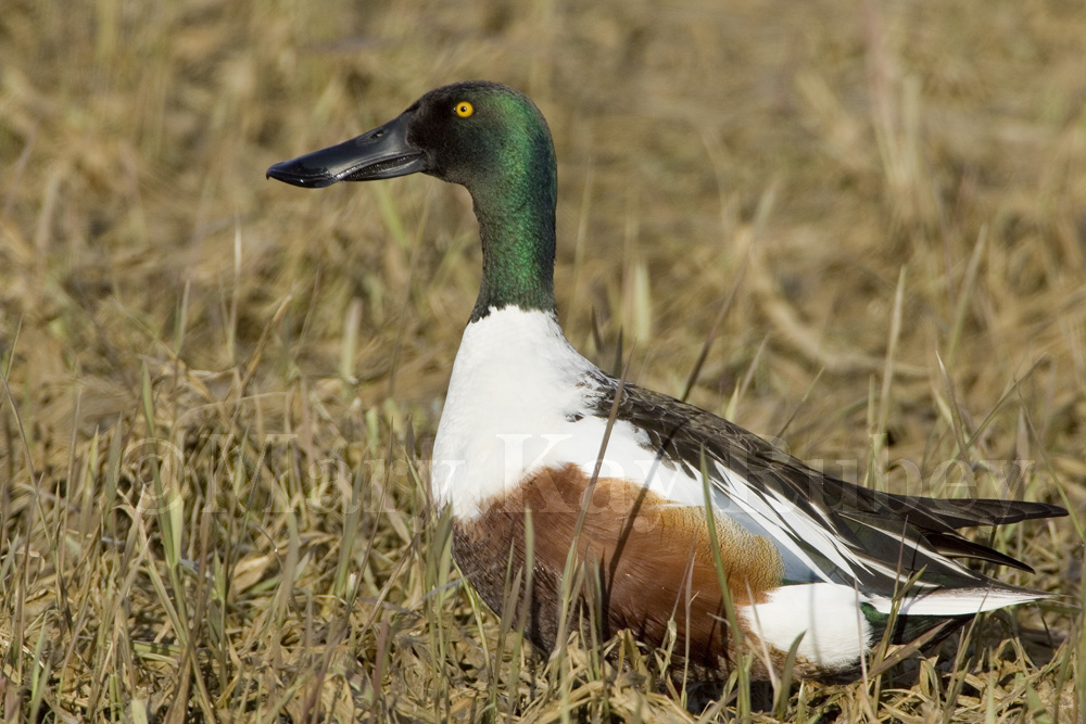 Northern Shovelers _H9G9096.jpg