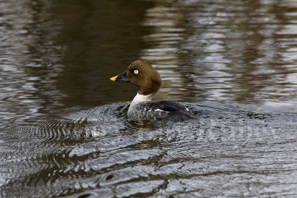 Common Goldeneye _H9G7639.jpg