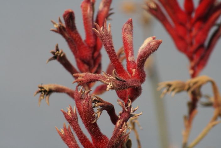 Kangaroo Paws.JPG