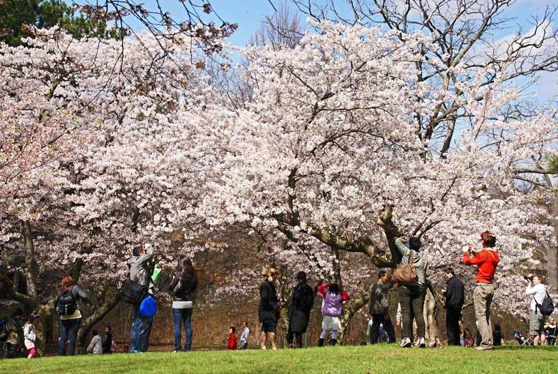 Cherry Blossoms - 4