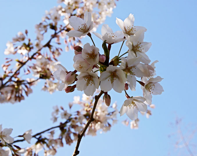 Cherry Blossoms - 5