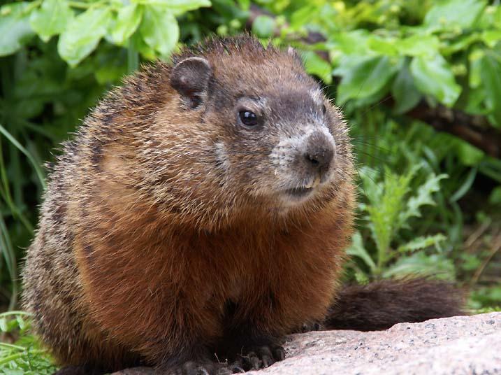 Resident Groundhog