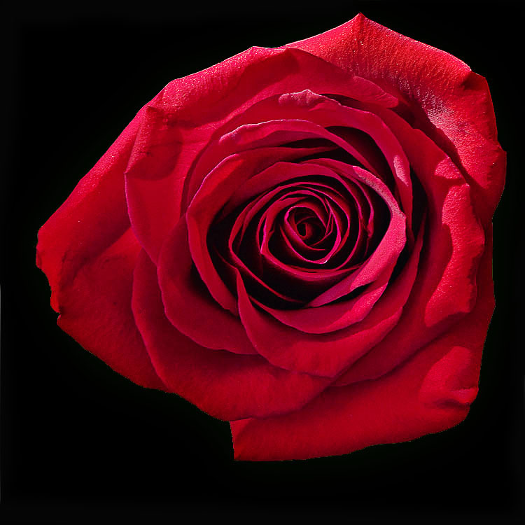 Happy Valentines Day!