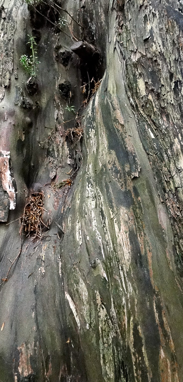 Tree bark, Lismore Castle Gardens