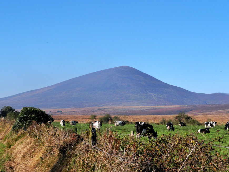 Cows with a view.