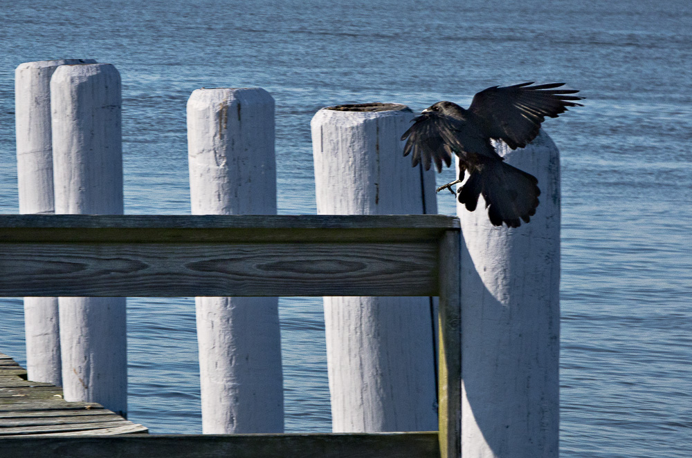 Crow at the shore