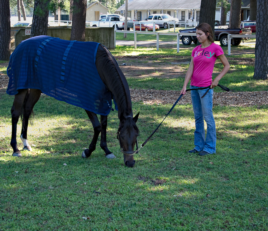 Morning grazing - Backstretch Saratoga Race Course