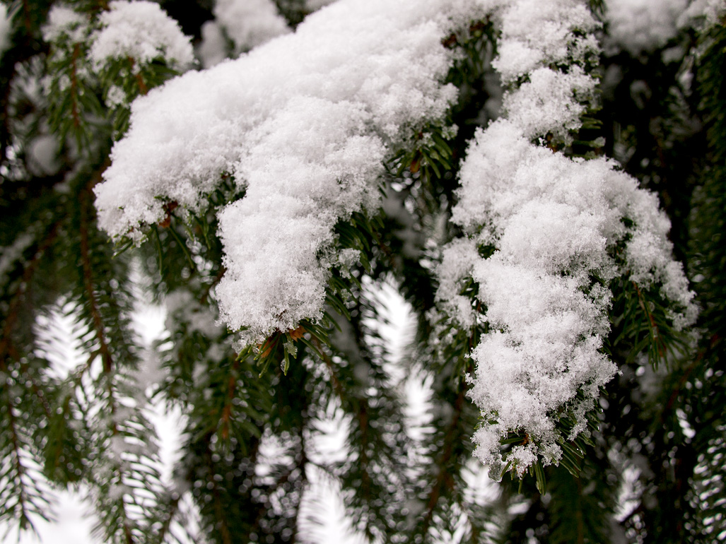 Fresh snow on a pine branch