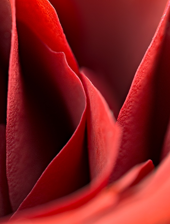 Happy Valentines Day