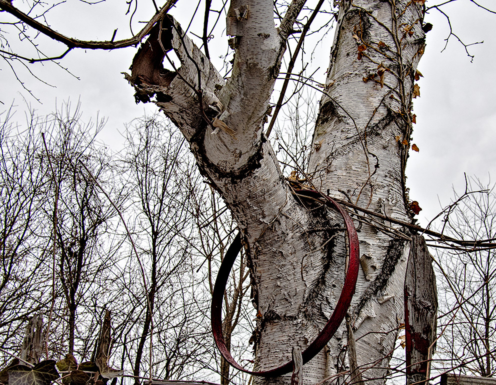 Hoop in tree