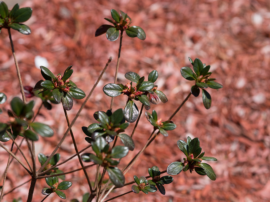 Azaleas