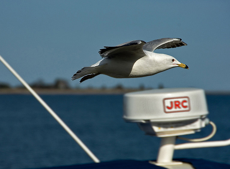 Gliding