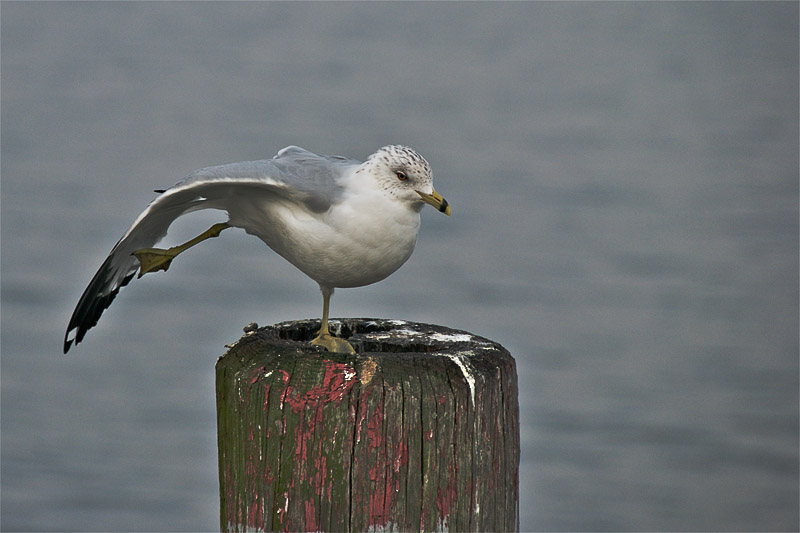 Practicing for the ballet.