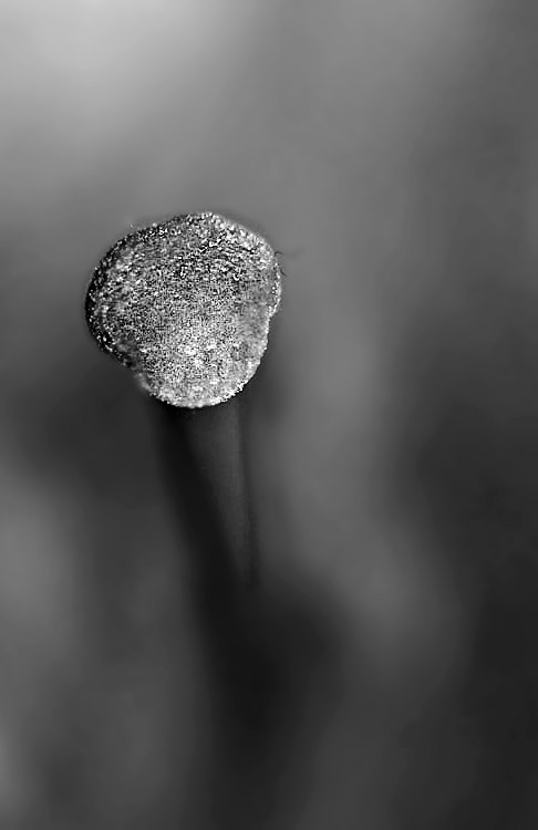 Stamen