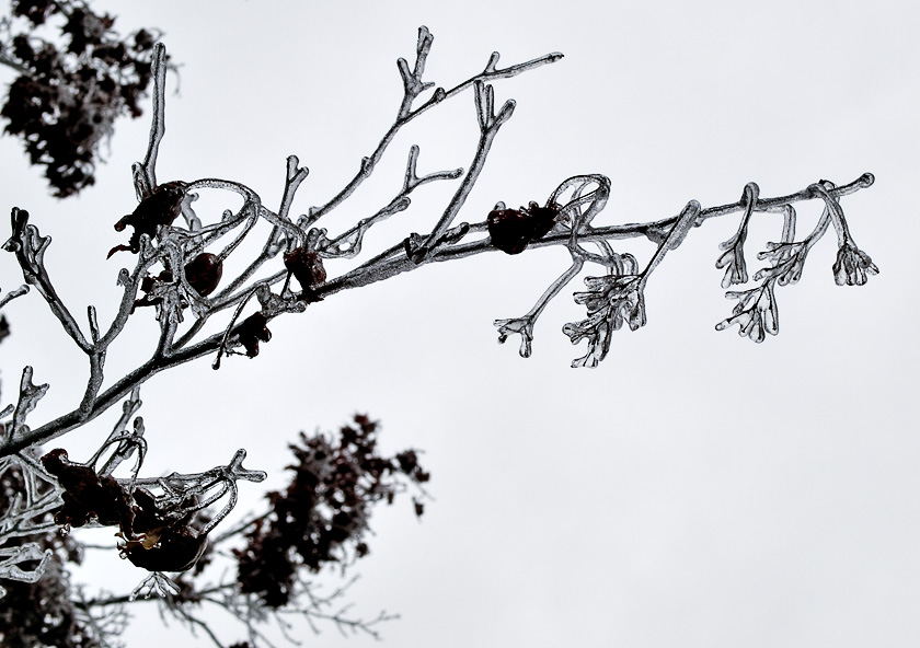 branch on ice