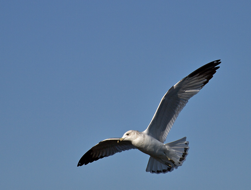 Gliding