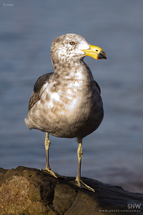 Pacific Gull (Immature)