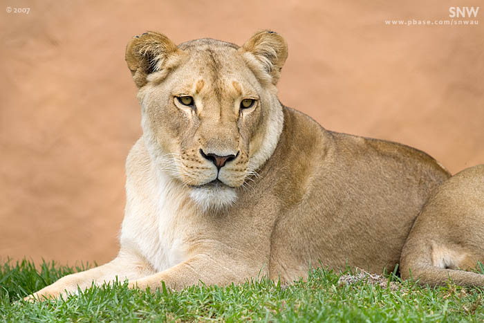 Lioness