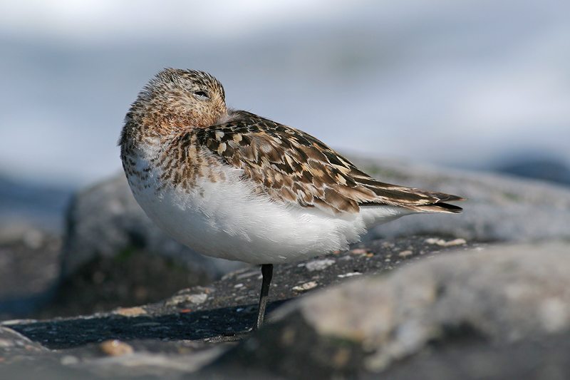 Drieteenstrandloper / Sanderling