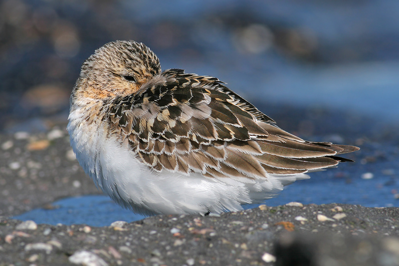 Drieteenstrandloper / Sanderling