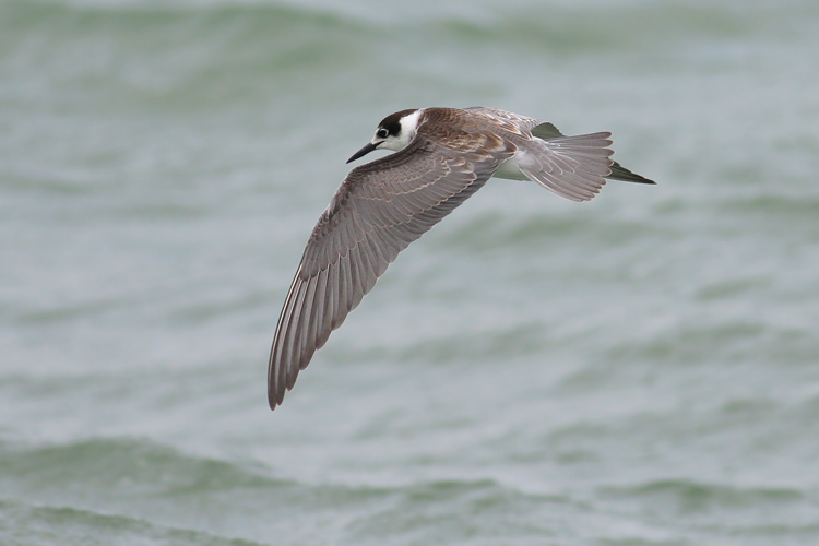 Zwarte Stern / Black Tern