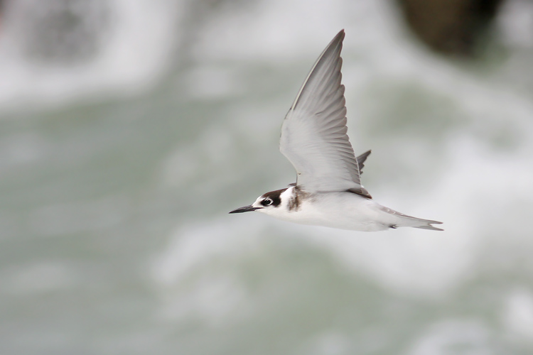 Zwarte Stern / Black Tern